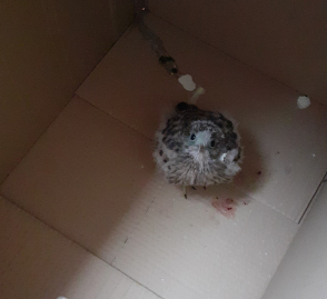 Nalezené mládě poštolky