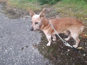 Zatoulal se z Úžic do Kralup