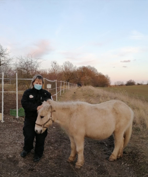 Při procházce potkali poníka bez majitele