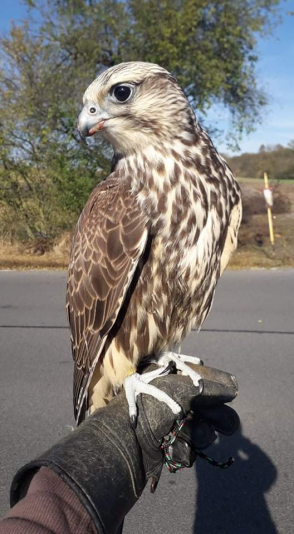 Strážník odchytil zbloudilého raroha
