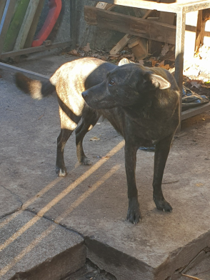 Útěk psů z pozemku