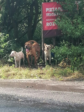 Aktualizace: Psy někdo přivázal u silnice