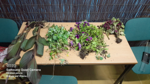 Trhala květiny z květinové výzdoby města